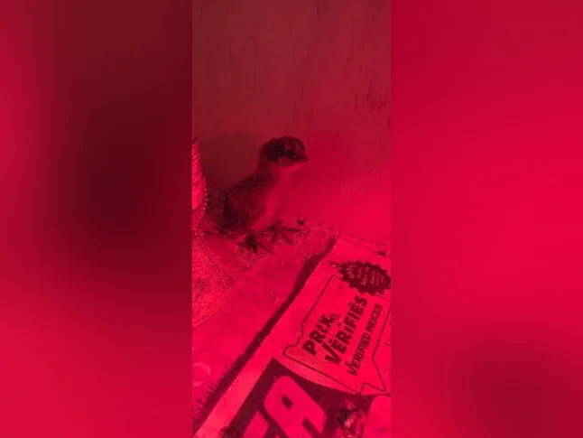Poussin brahma x. Ameraucana x thumbnail 2
