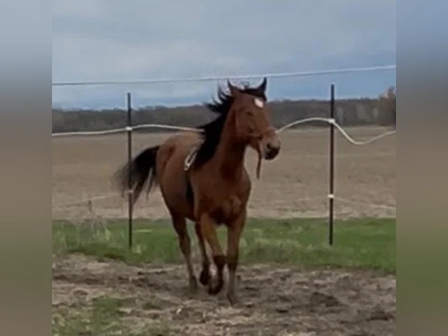 Pouliche Appaloosa 2 ans thumbnail 4