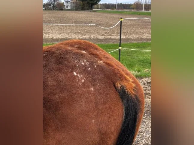 Pouliche Appaloosa 2 ans thumbnail 2