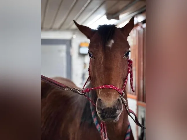 Pouliche Appaloosa 2 ans