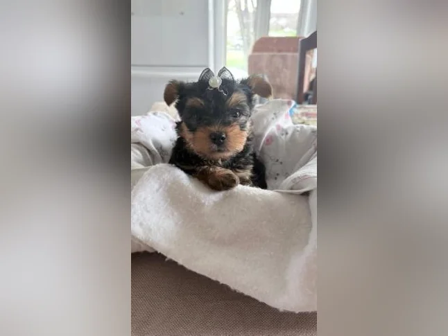 Bébés Yorkshire tous vendu thumbnail 2