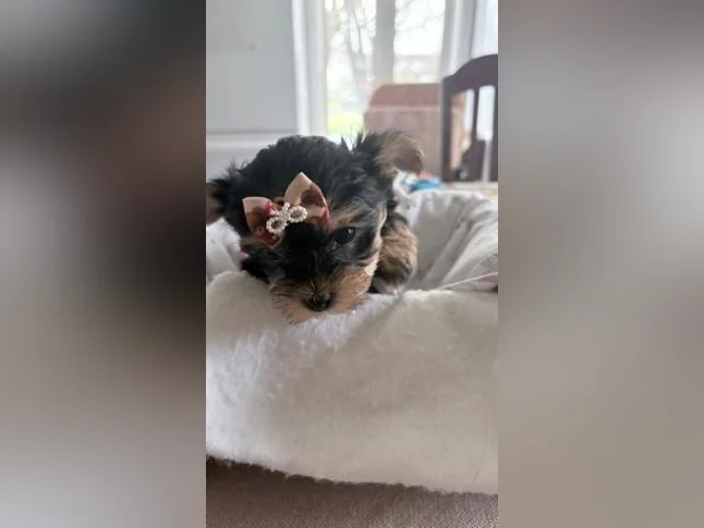 Bébés Yorkshire tous vendu thumbnail 5