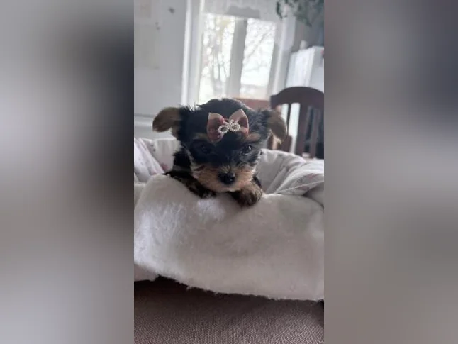 Bébés Yorkshire tous vendu thumbnail 4
