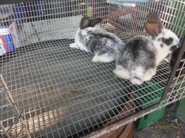 CAGE TOUTE ÉQUIPÉE AVEC 2 BÉBÉ LAPIN A $50 A FARNHAM