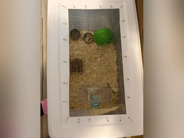 Hamster femelle thumbnail 2