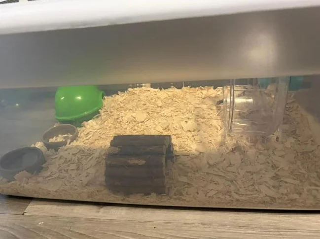 Hamster femelle thumbnail 3