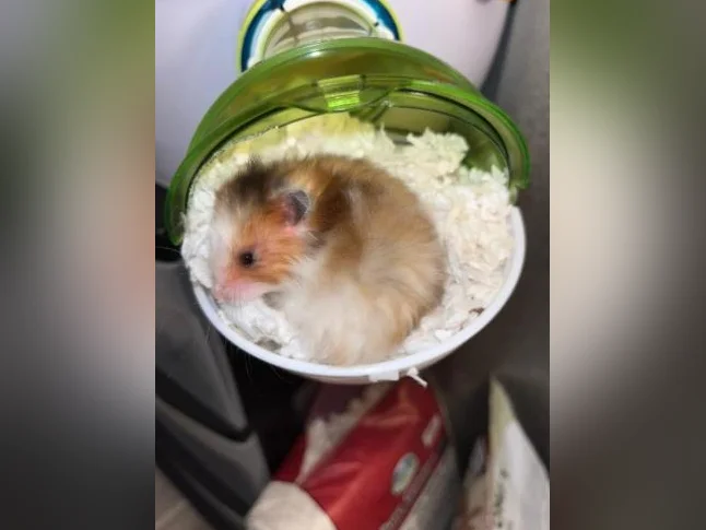 Hamster femelle