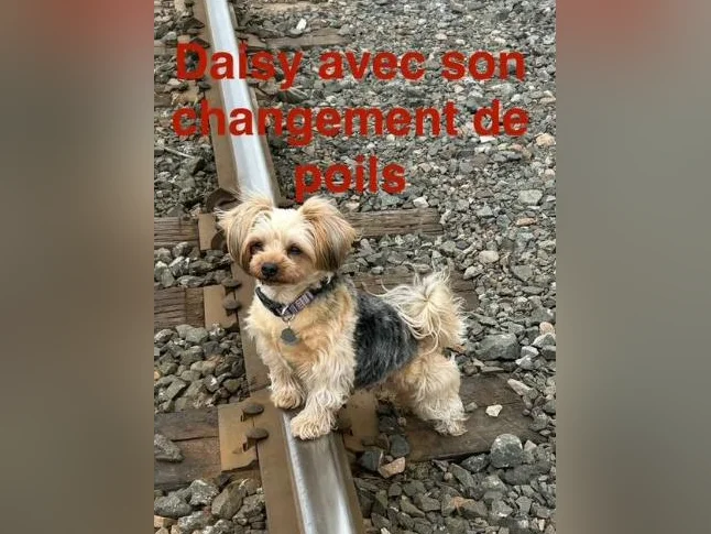 💖 Réservations ouvertes pour notre prochaine portée de Yorkshire 💖 🐶 thumbnail 5