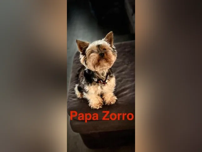 💖 Réservations ouvertes pour notre prochaine portée de Yorkshire 💖 🐶 thumbnail 7