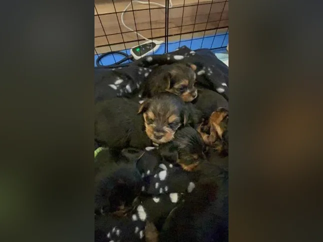 💖 Réservations ouvertes pour notre prochaine portée de Yorkshire 💖 🐶 thumbnail 10
