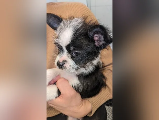 Chiot Boston -bichon prêt pour adoption 550$ hypoallergénique, zoothérapie, propreté déjà bien établie, coup de cœur assuré thumbnail 2
