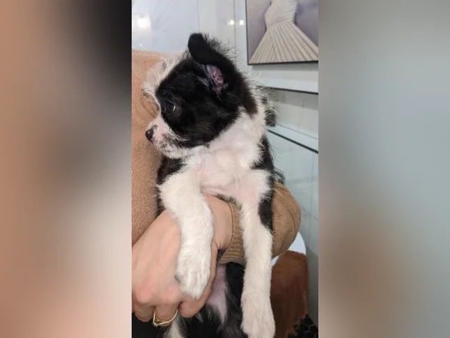 Chiot Boston -bichon prêt pour adoption 550$ hypoallergénique, zoothérapie, propreté déjà bien établie, coup de cœur assuré thumbnail 3