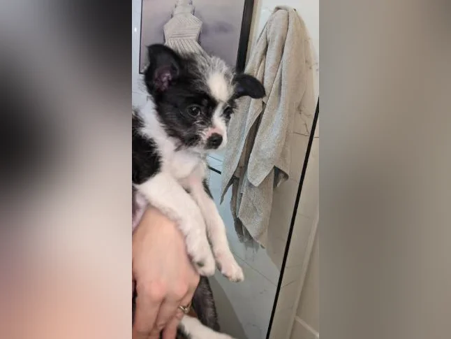 Chiot Boston -bichon prêt pour adoption 550$ hypoallergénique, zoothérapie, propreté déjà bien établie, coup de cœur assuré thumbnail 6