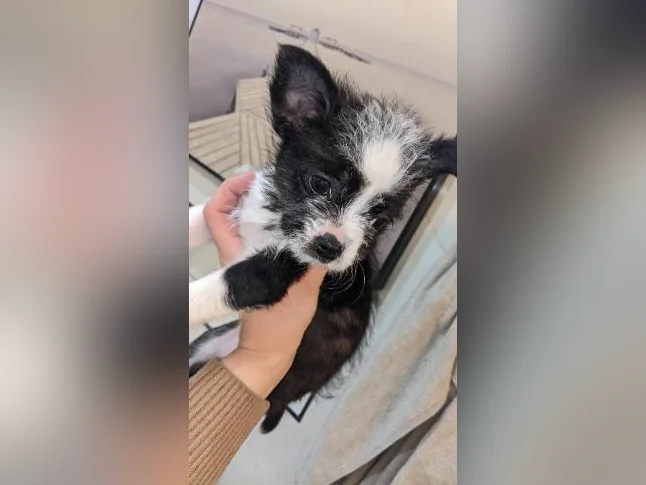 Chiot Boston -bichon prêt pour adoption 550$ hypoallergénique, zoothérapie, propreté déjà bien établie, coup de cœur assuré