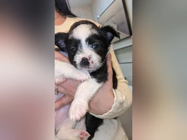 Chiot Boston -bichon prêt pour adoption 550$ hypoallergénique, zoothérapie, propreté déjà bien établie, coup de cœur assuré thumbnail 7