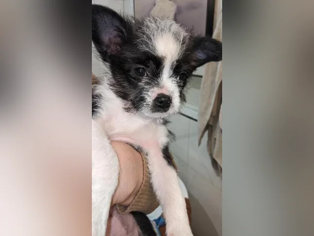 Chiot Boston -bichon prêt pour adoption 550$ hypoallergénique, zoothérapie, propreté déjà bien établie, coup de cœur assuré thumbnail 9