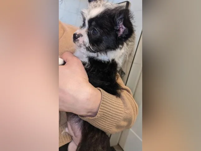 Chiot Boston -bichon prêt pour adoption 550$ hypoallergénique, zoothérapie, propreté déjà bien établie, coup de cœur assuré thumbnail 5