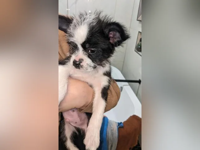 Chiot Boston -bichon prêt pour adoption 550$ hypoallergénique, zoothérapie, propreté déjà bien établie, coup de cœur assuré thumbnail 10