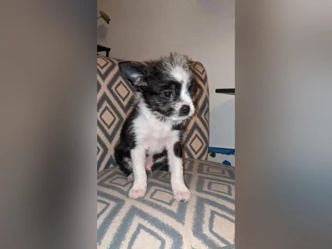 Chiot Boston -bichon prêt pour adoption 550$ hypoallergénique, zoothérapie, propreté déjà bien établie, coup de cœur assuré thumbnail 4