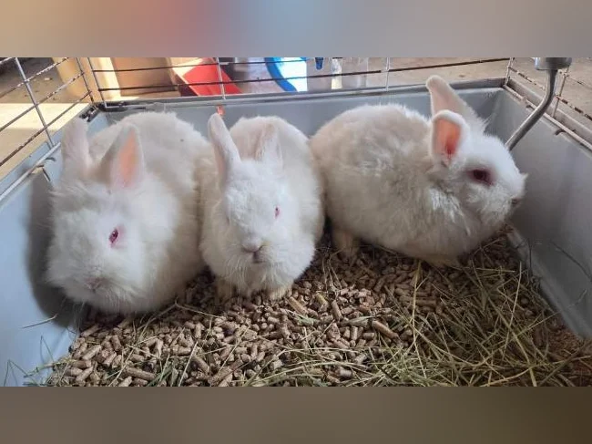 Lapins nains