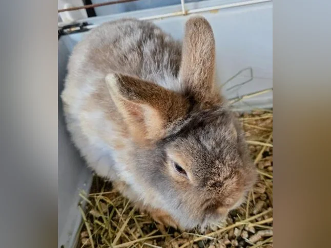 Lapins nains thumbnail 2