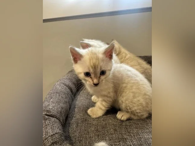 Snow bengal purebred thumbnail 2
