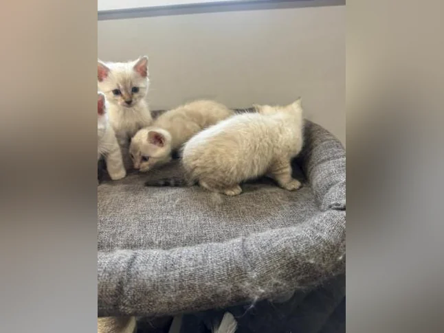 Snow bengal purebred thumbnail 8