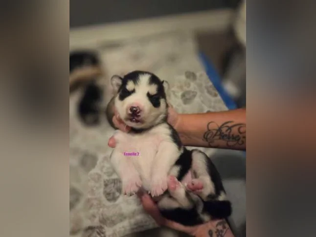 Chiots Husky sibérien 100% pure race thumbnail 2