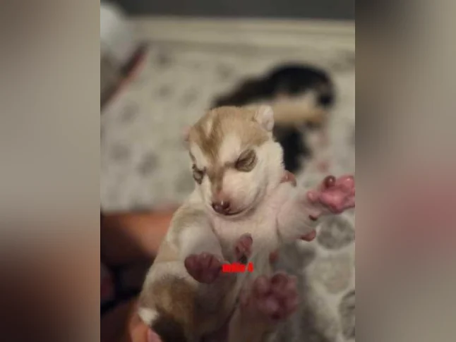 Chiots Husky sibérien 100% pure race thumbnail 7