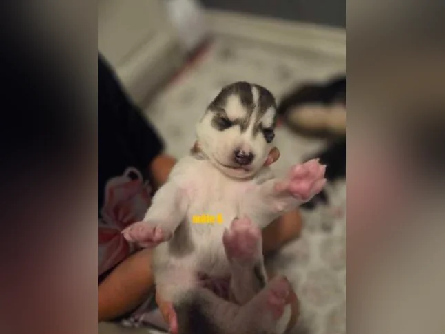 Chiots Husky sibérien 100% pure race thumbnail 9