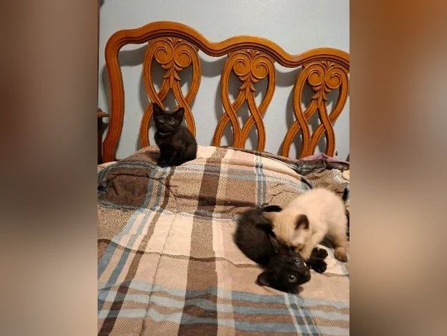 chatonnes bengales a vendre !!!