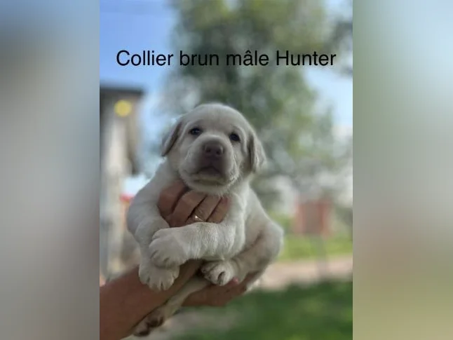 Labrador thumbnail 2