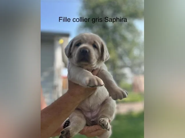 Labrador thumbnail 3