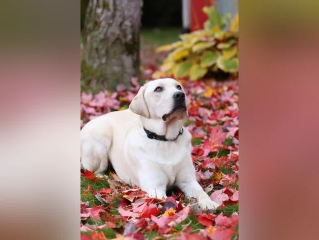 Labrador thumbnail 6