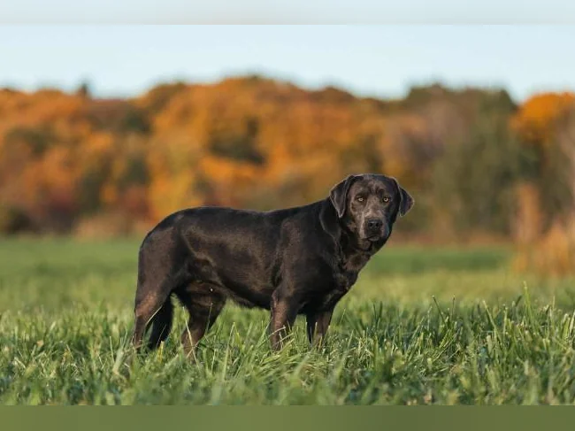 Labrador thumbnail 5