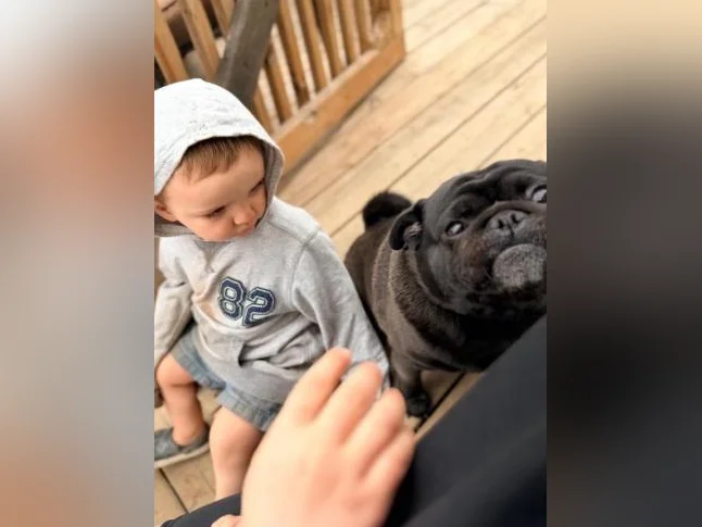 Pug à vendre