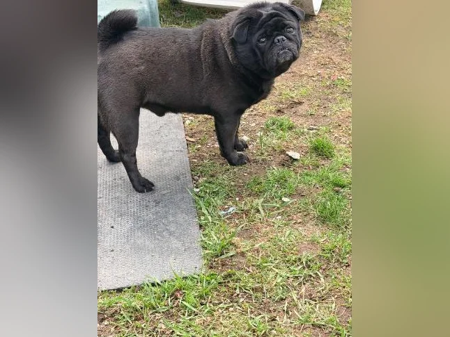 Pug à vendre thumbnail 2