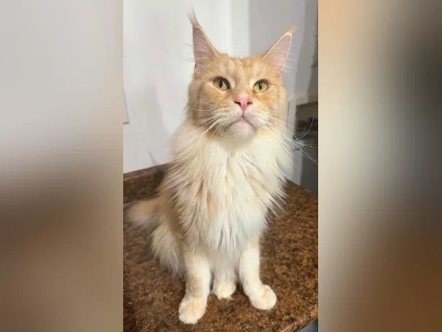 Maine coon