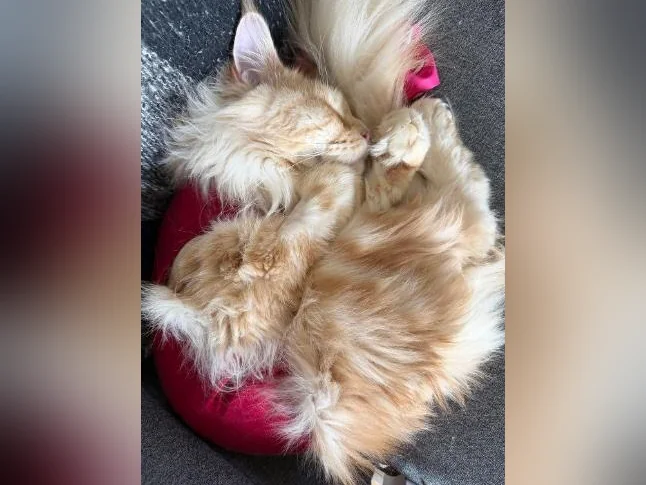 Maine coon thumbnail 2