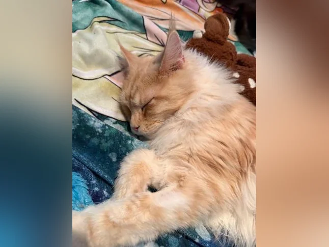 Maine coon thumbnail 3
