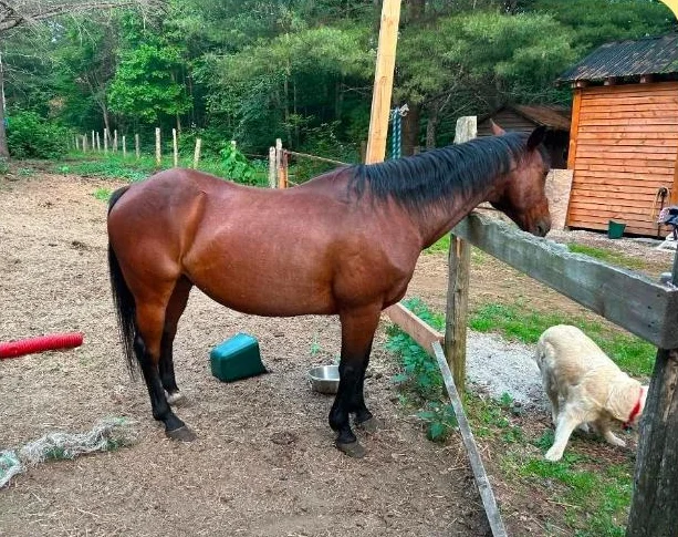 3 chevaux a vendre 2 qh...1 qh x canadien thumbnail 2