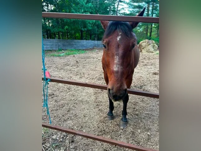 3 chevaux a vendre 2 qh...1 qh x canadien thumbnail 3