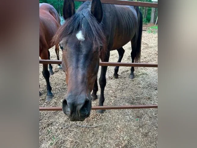 3 chevaux a vendre 2 qh...1 qh x canadien
