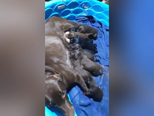 Labrador pure race thumbnail 2
