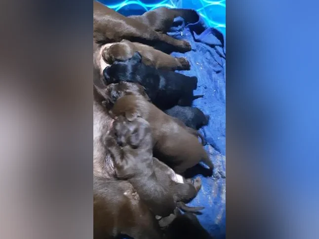 Labrador pure race