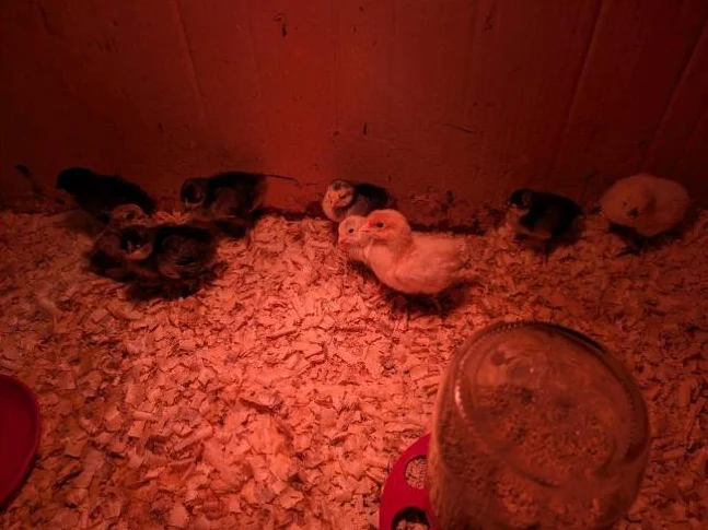 9 poussins croisés thumbnail 2