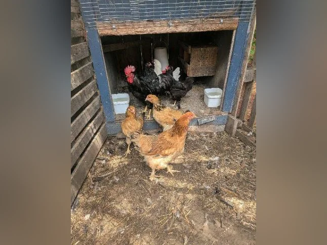 9 poussins croisés thumbnail 3