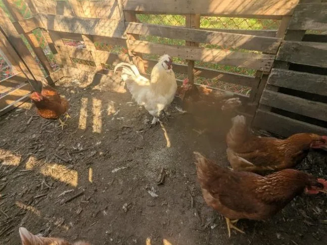 9 poussins croisés thumbnail 4