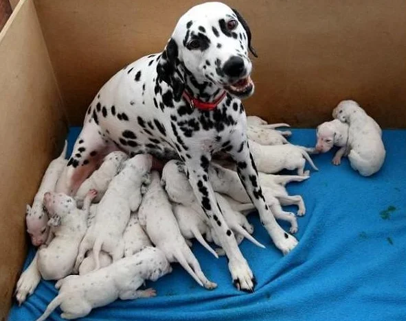 Dalmatien a donné