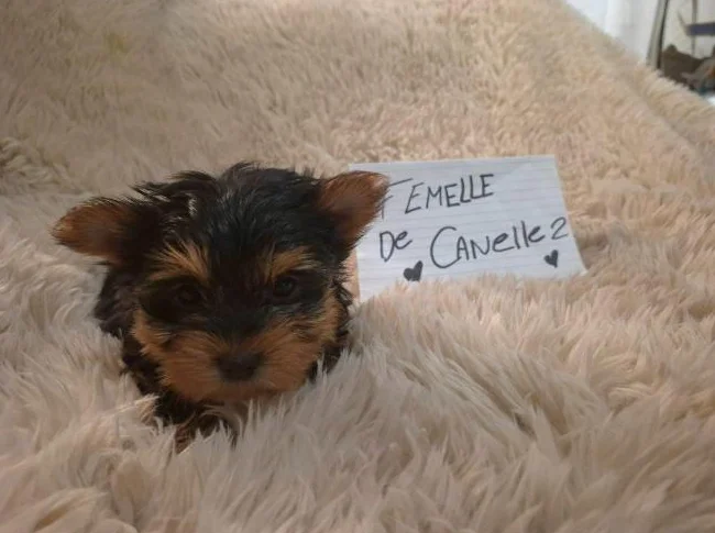 Chiots Yorkshire Morkie prêts pour l'adoption thumbnail 3